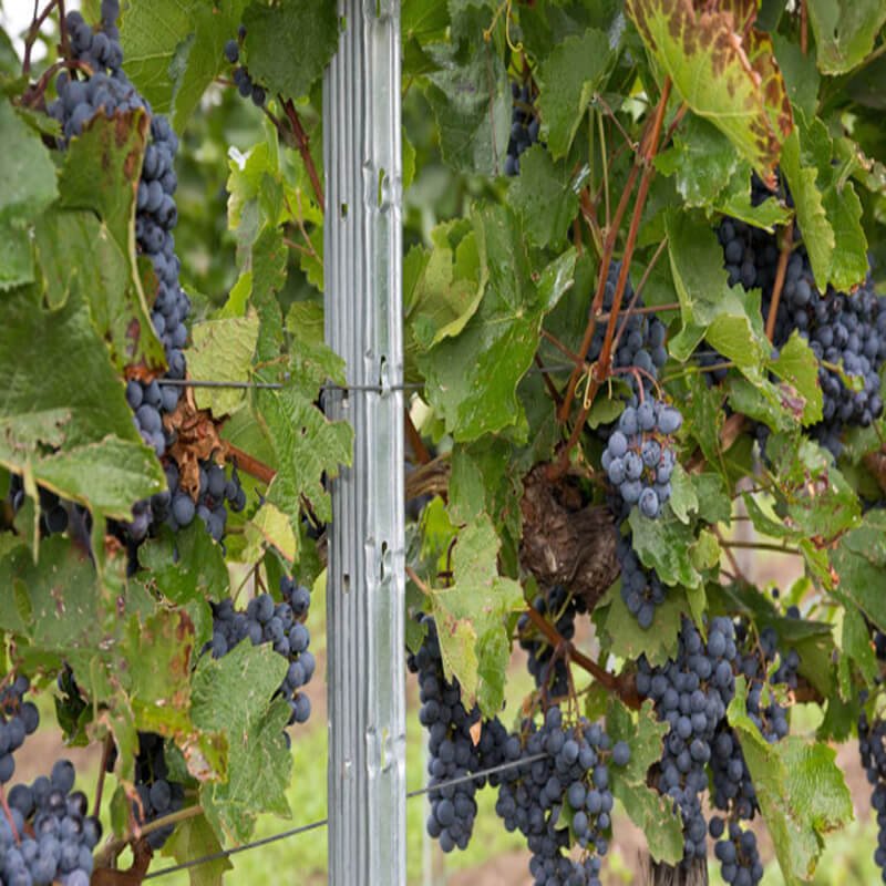 Galvanized metal vineyard trellis poles for orchard rows