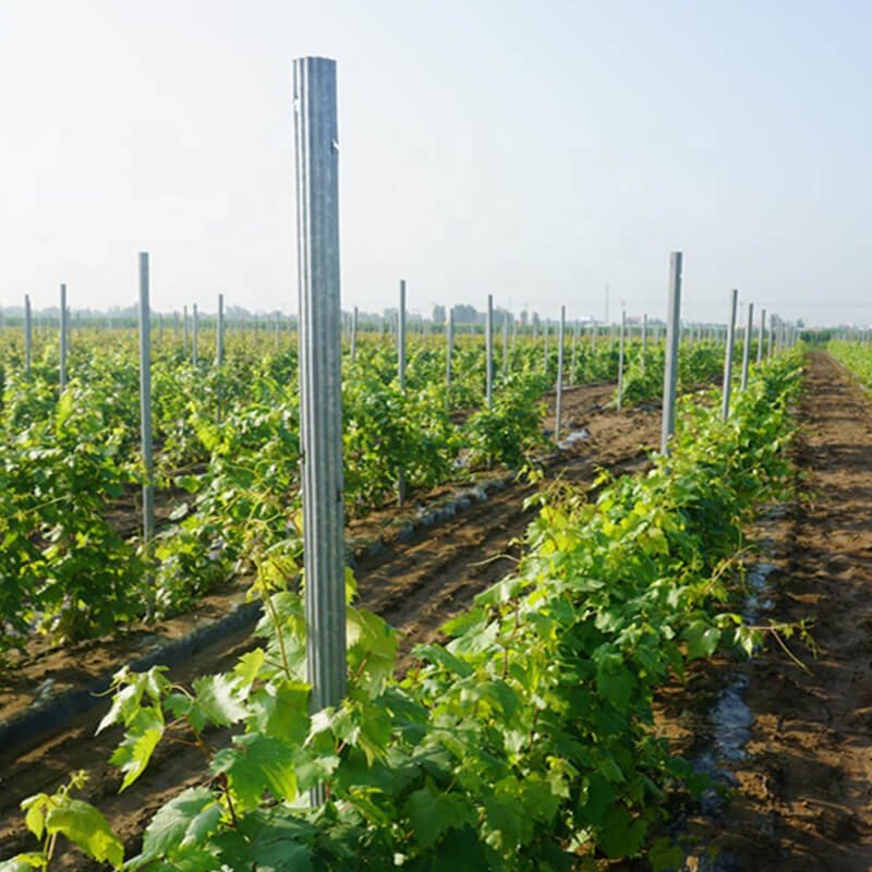 Galvanized vineyard trellis stakes ready for orchard installation